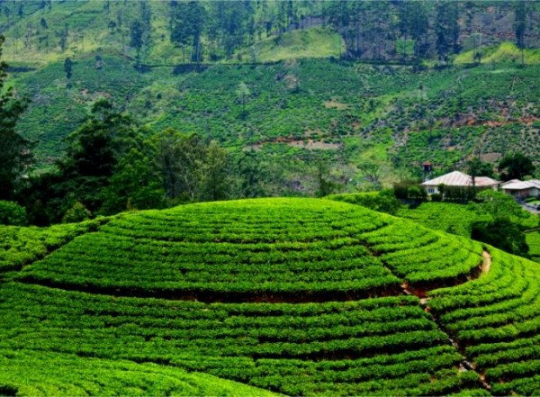 Découverte du Kerala en Inde du Sud