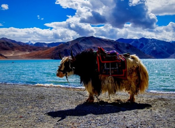 La vallée de la Markha Ladakh